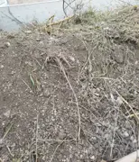 Nadmerná biomasa